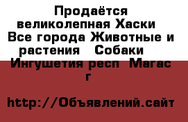 Продаётся великолепная Хаски - Все города Животные и растения » Собаки   . Ингушетия респ.,Магас г.